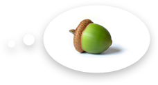 Acorn