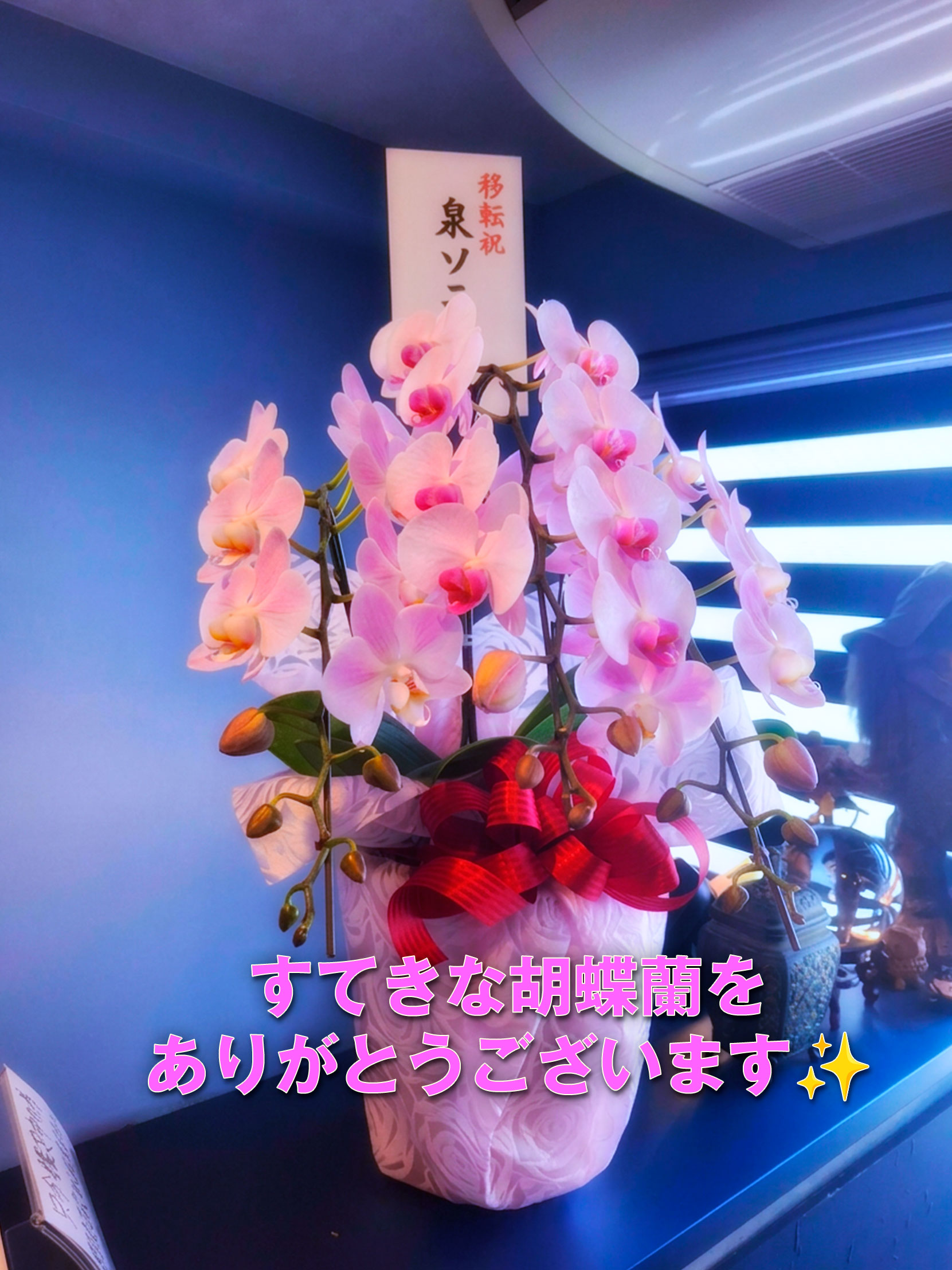 泉ソニア先生からいただいた胡蝶蘭